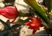 015_epiphyllum_1.jpg