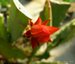 016_epiphyllum_2.jpg