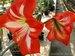 018_hippeastrum.jpg