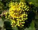 021_mahonia.jpg