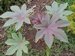 001_ricinus.jpg