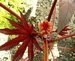 009_ricinus_1.jpg