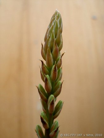 024_aloe_2.jpg