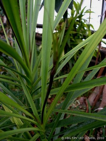 036_cordyline_1.jpg