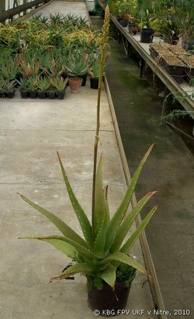 044_aloe_1.jpg