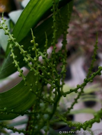 064_chamaedorea_2.jpg