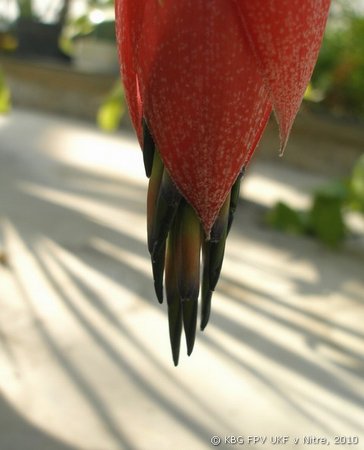 081_billbergia_2.jpg