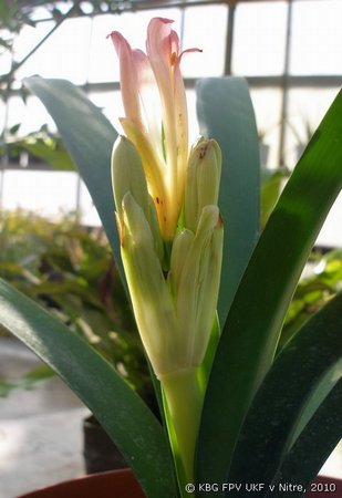 083_clivia_2.jpg