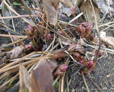 094_helleborus_1.jpg