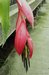 010_bilbergia_2.jpg