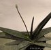 013_gasteria_2.jpg