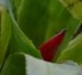 017_billbergia_3.jpg