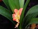 019_clivia_2.jpg