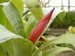 026_billbergia.jpg