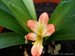 034_clivia_1.jpg