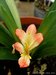 035_clivia_2.jpg