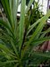 036_cordyline_1.jpg