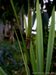 037_cordyline_2.jpg