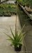 044_aloe_1.jpg