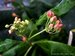 049_asclepias_1.jpg