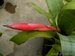 052_billbergia_2.jpg