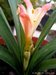 055_clivia_1.jpg