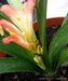 056_clivia_2.jpg