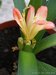 057_clivia_3.jpg