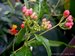 065_asclepias_1.jpg