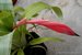 067_billbergia.jpg