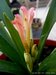 069_clivia.jpg