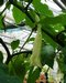 070_datura_1.jpg