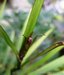 072_cordyline.jpg