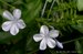 076_plumbago_2.jpg