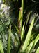 085_cordyline_1.jpg