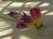 090_freesia.jpg