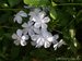 102_plumbago_1.jpg