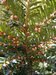 106_taxus.jpg