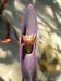 107_tradescantia.jpg