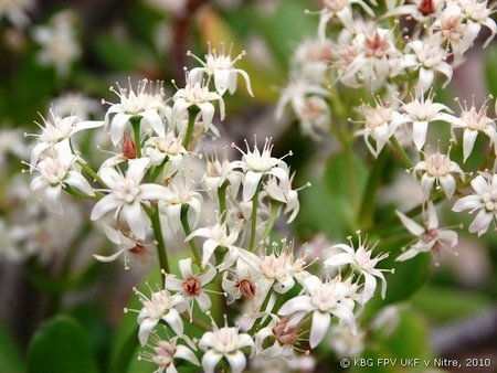 009_crassula_2.jpg