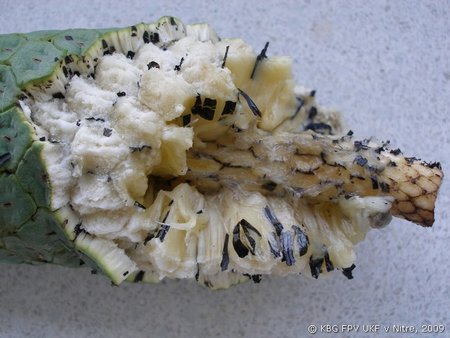 003_monstera.jpg