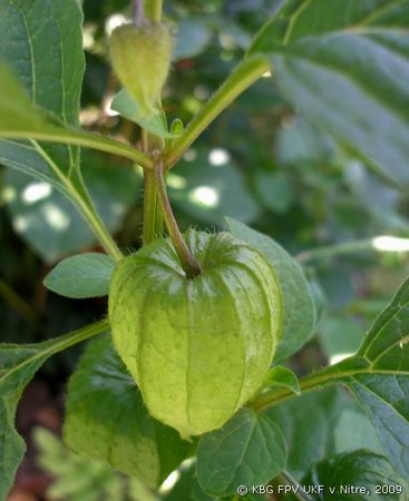 004_physalis.jpg