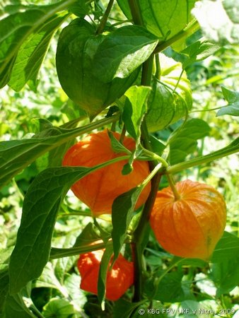 024_physalis.jpg