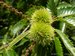 001_castanea_1.jpg