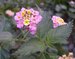 014_lantana_1.jpg