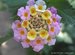 017_lantana_4.jpg