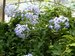 020_plumbago_1.jpg