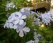 021_plumbago_2.jpg