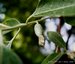 011_elaeagnus_2.jpg