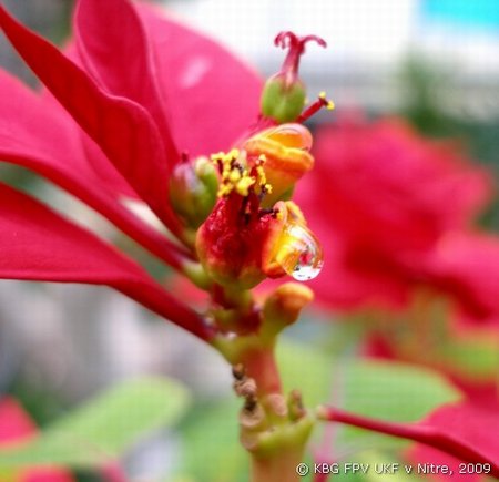 003_euphorbia_3.jpg